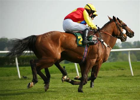 Citibet a threat to the sport's integrity: ARF Council .